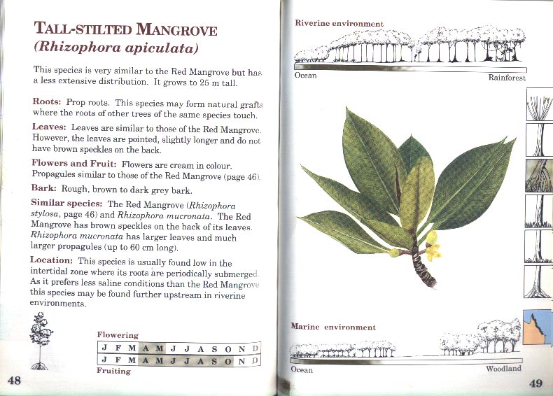 Field Guide to the Mangroves of Queensland - aus dem Buch